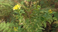 Hypericum foliosum
