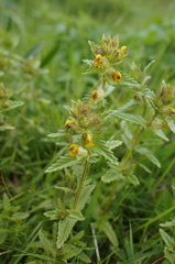 Rhinanthus minor