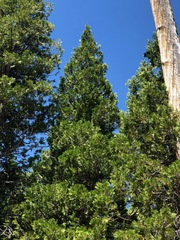 Calocedrus