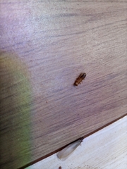 Insecta