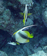 Heniochus intermedius