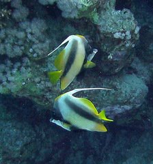 Heniochus intermedius