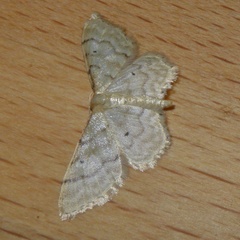 Idaea fuscovenosa