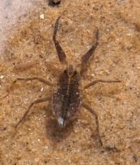 Nepoidea