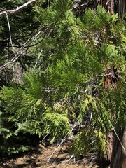 Calocedrus