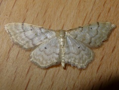 Idaea fuscovenosa