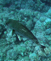 Seriolina nigrofasciata