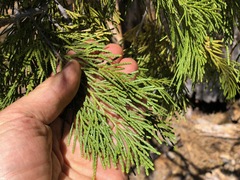 Calocedrus