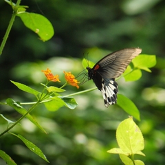 Papilio memnon heronus