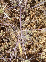 Eryngium creticum
