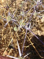 Eryngium creticum