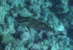 Seriolina nigrofasciata