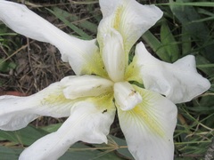 Iris albicans