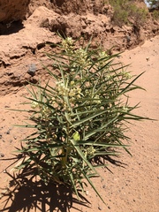 Asclepias labriformis