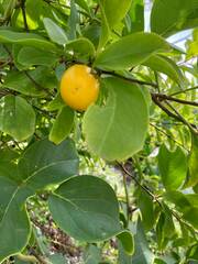 Pouteria dominigensis