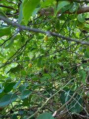 Pouteria dominigensis