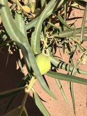 Asclepias labriformis