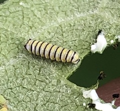 Danaus plexippus