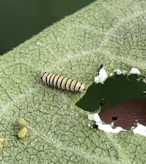 Danaus plexippus