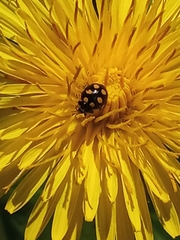 Coccinula quatuordecimpustulata