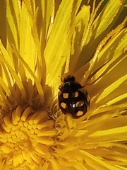 Coccinula quatuordecimpustulata