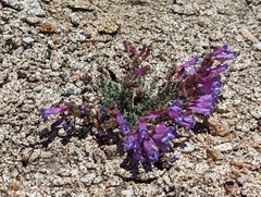 Penstemon purpusii
