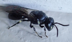 Hylaeus mesillae