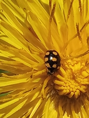 Coccinula quatuordecimpustulata