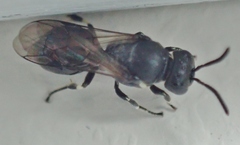 Hylaeus mesillae