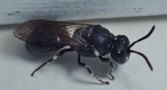 Hylaeus mesillae