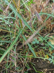 Crepis pulchra