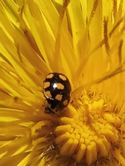 Coccinula quatuordecimpustulata
