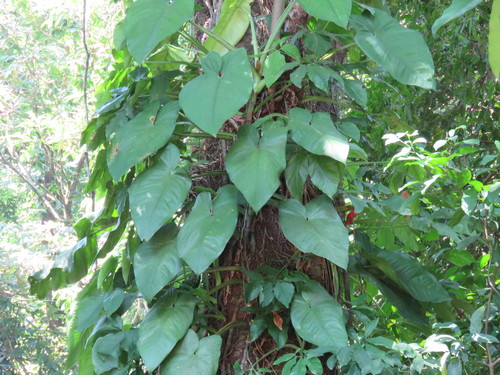 Syngonium chiapense