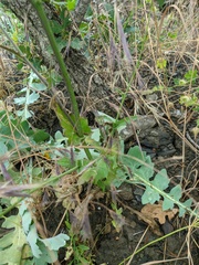 Crepis pulchra