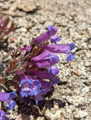 Penstemon purpusii