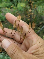 Crepis pulchra