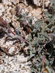 Penstemon purpusii