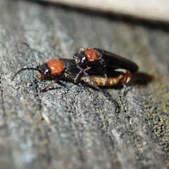 Silis ruficollis