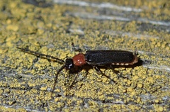 Silis ruficollis