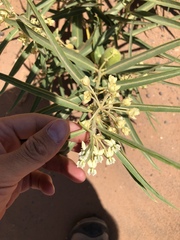 Asclepias labriformis