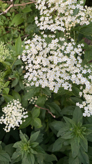 Sambucus nigra