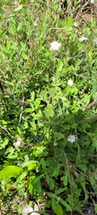 Melanthera angustifolia
