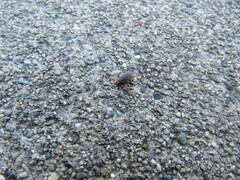 Blapstinus