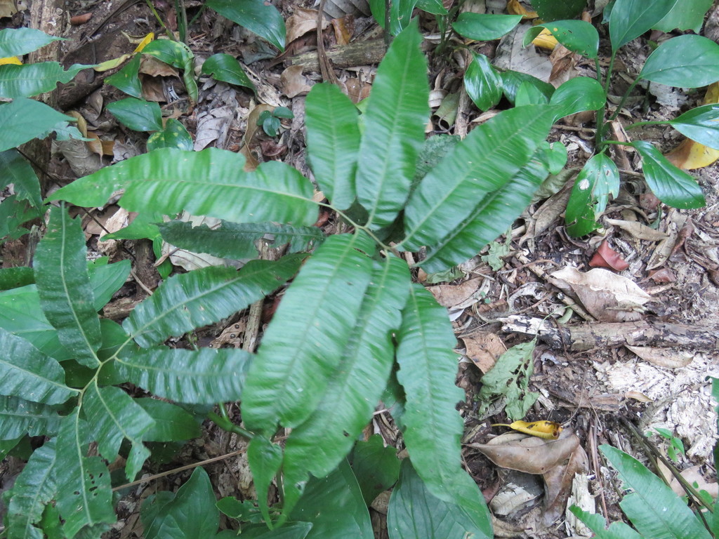 Goniopteris rhachiflexuosa