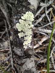 Flavoparmelia soredians