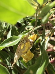 Oenothera howardii