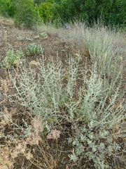 Artemisia taurica
