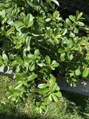 Magnoliopsida