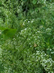 Galium asprellum