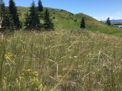 Hesperostipa comata